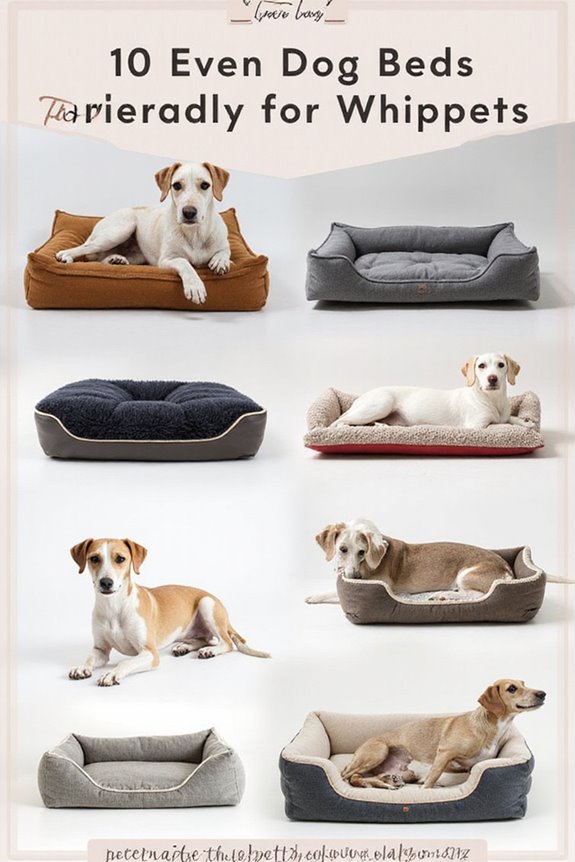 elegant comfort for whippets
