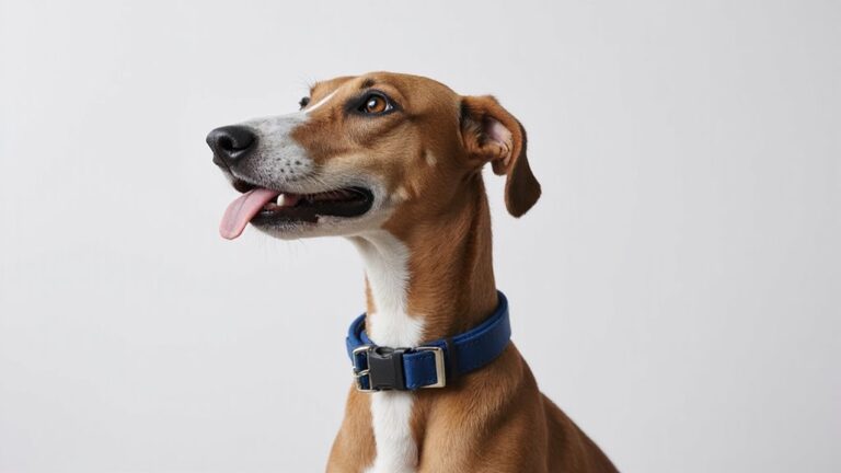 padded collars for greyhounds
